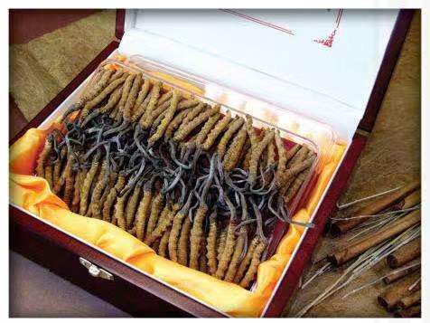 达坂城冬虫夏草回收